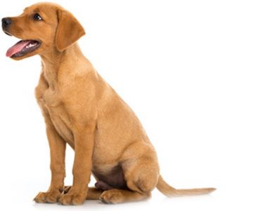 Hundewelpe